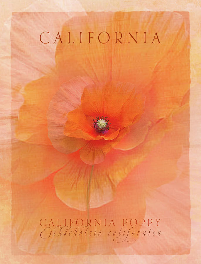 California Poppy Digital Art by Terry Davis