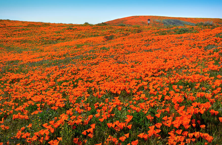 Spring Photograph - California Poppy Wonderland by Brian Tada