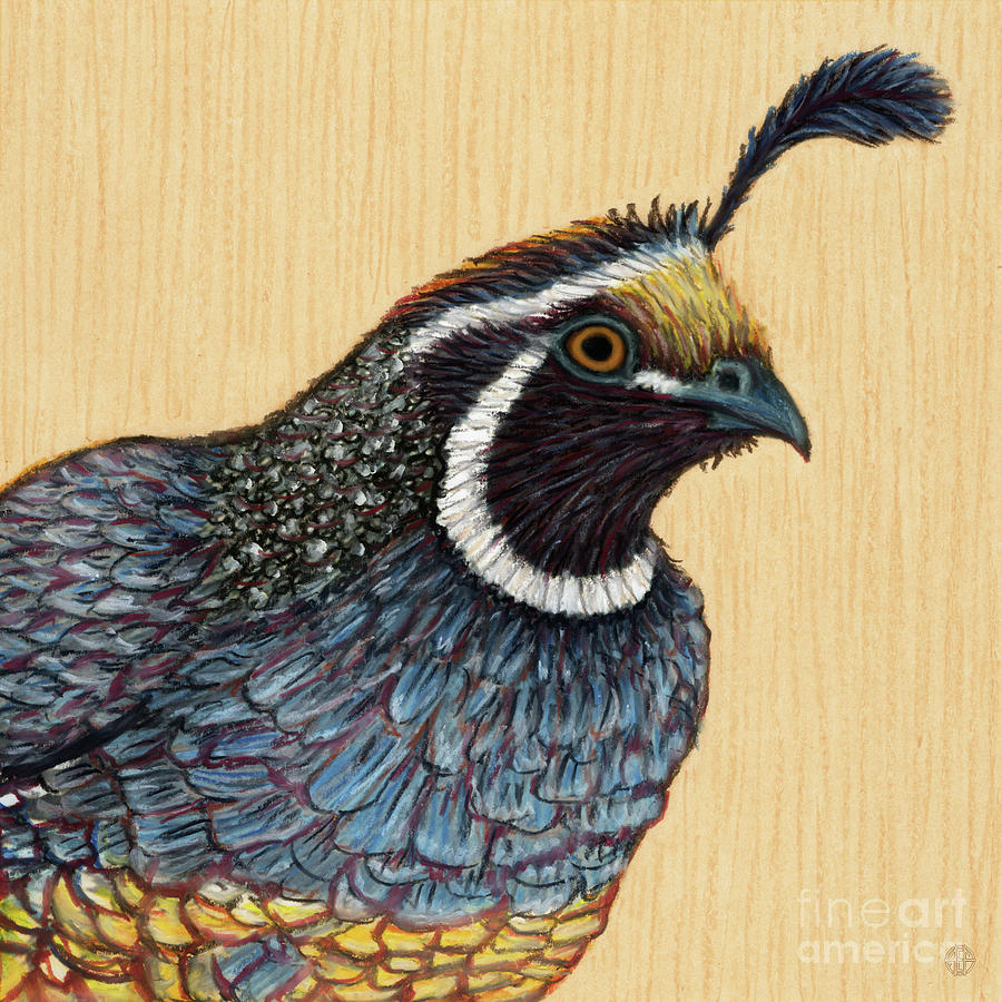 California Quail Painting by Amy E Fraser