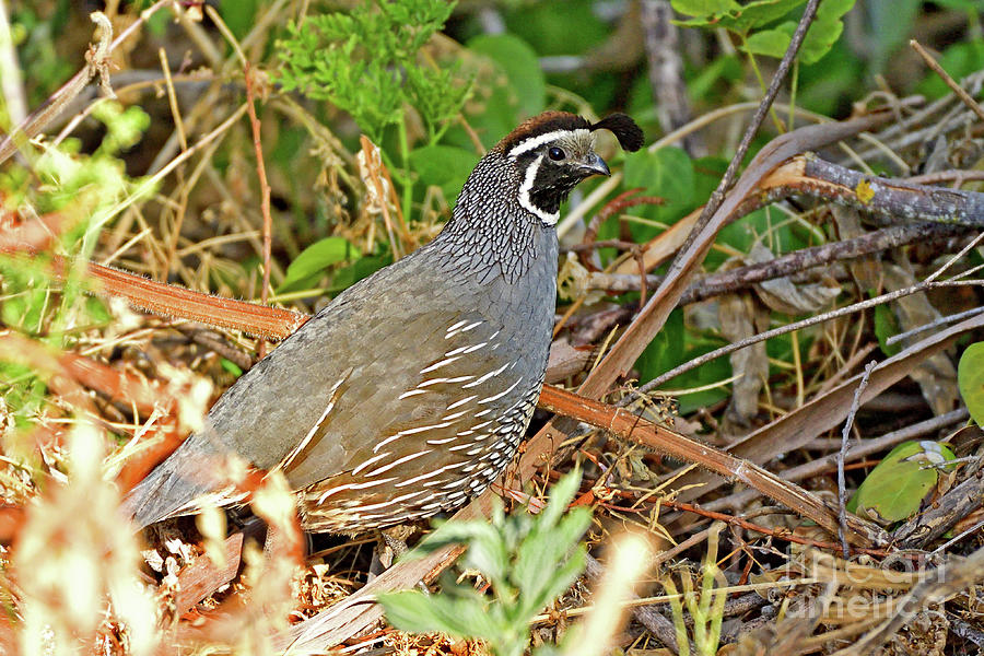 California Quail Photograph by Amazing Action Photo Video