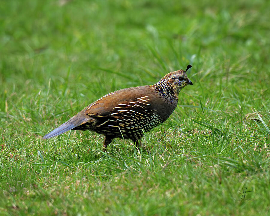 Wildlife Photograph - California Quail Female by Jim Thompson