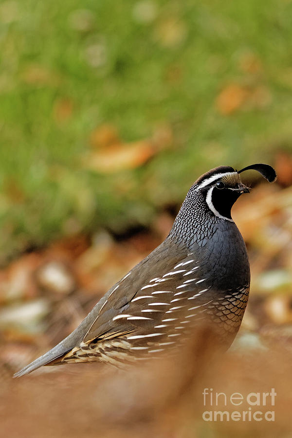 California Quail in Utah Photograph by Natural Focal Point Photography