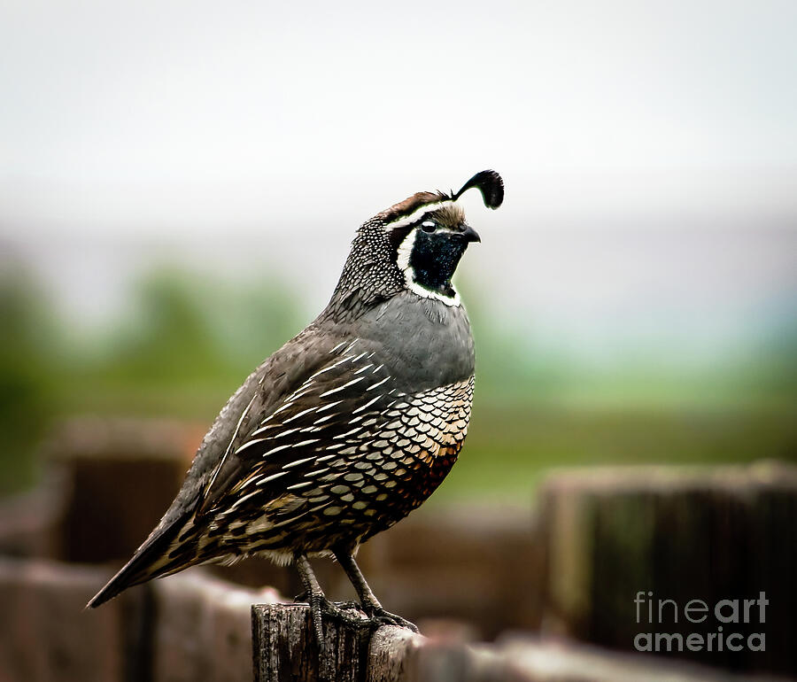 Bird Photograph - California Quail Portrait by Robert Bales
