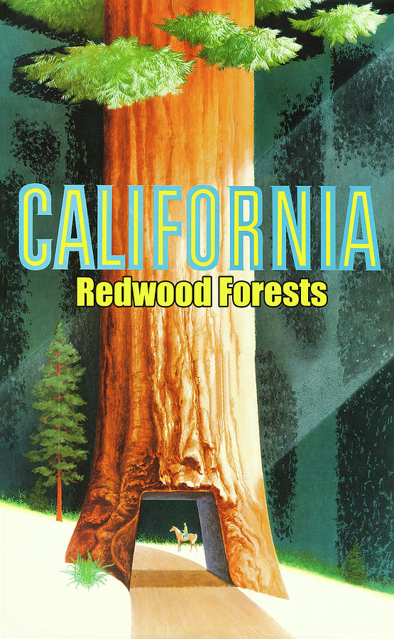 Nature Digital Art - California, Redwood Forests by Long Shot