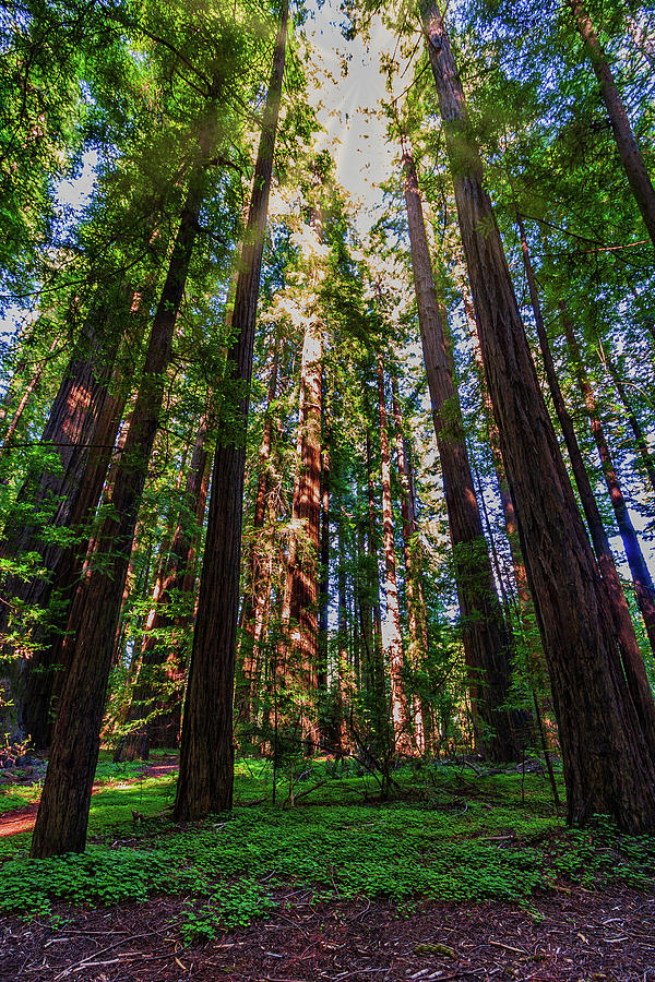 California Redwood Glory 920 Photograph by Dan Carmichael