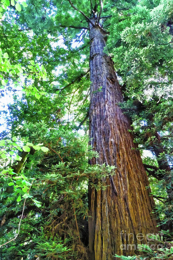 Nature Digital Art - California Redwood Tree by Two Hivelys