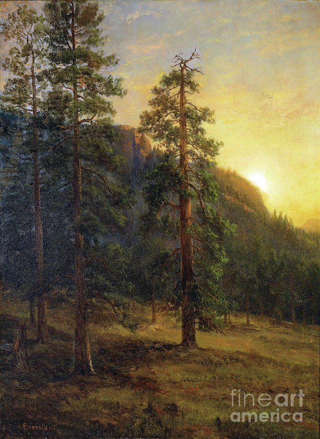 California Redwoods - Albert Bierstadt Painting by Sad Hill - Bizarre Los Angeles Archive