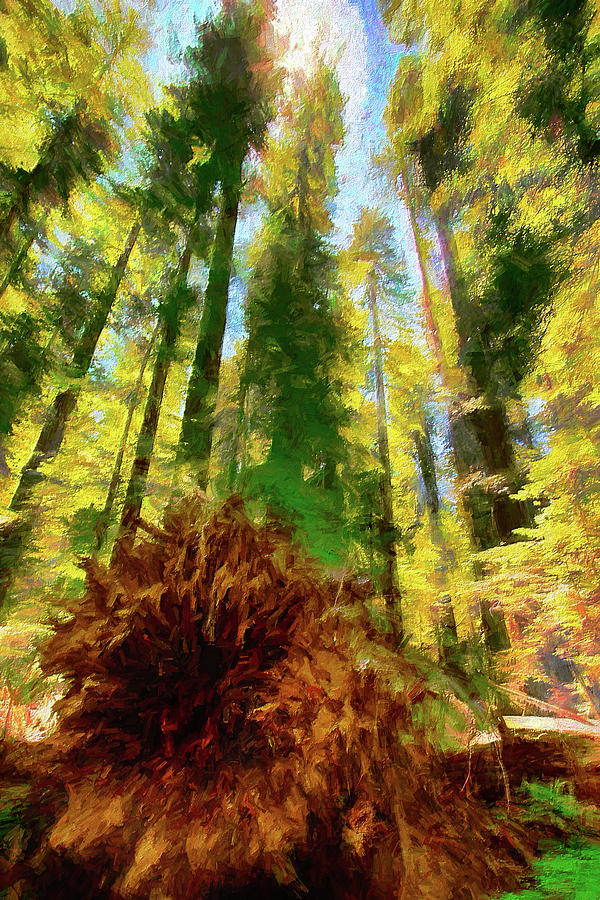 California Redwoods Erect and Fallen ap Photograph by Dan Carmichael