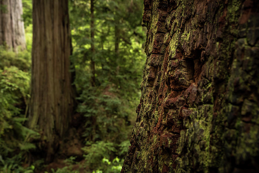 California Redwoods Photograph by Margaret Pitcher