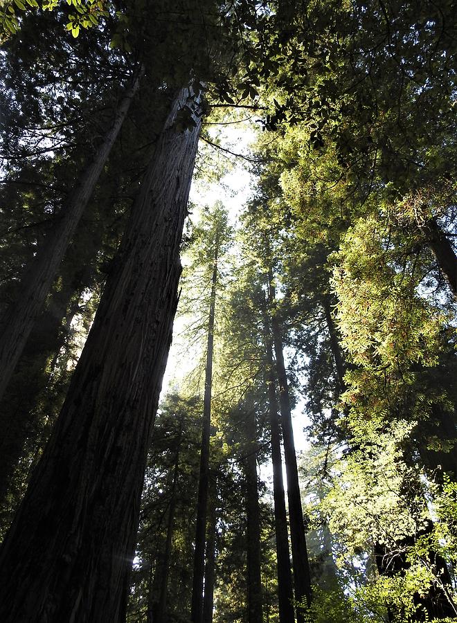 California Redwoods Photograph by Sandra Peery