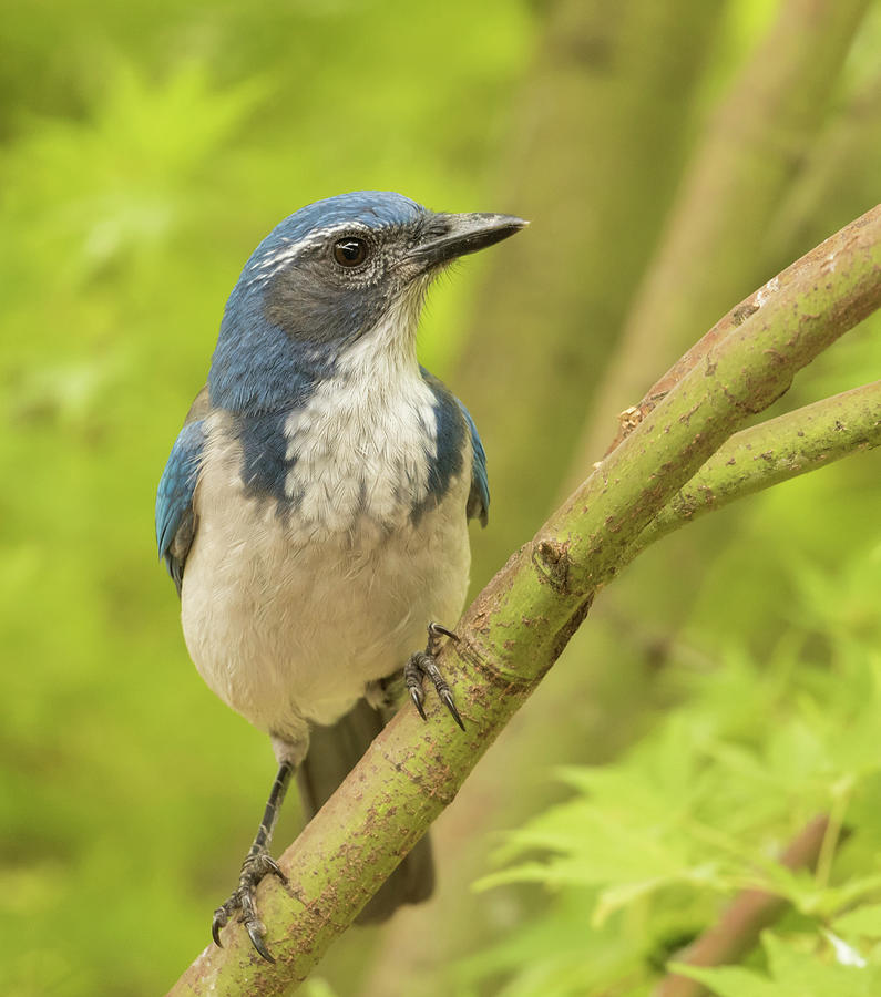 California Scrub Jay Photograph by Angie Vogel