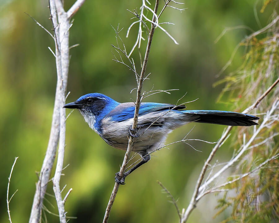 Wildlife Photograph - California Scrub Jay by Jim Thompson Wildlife Photograph - California Scrub Jay by Jim Thompson