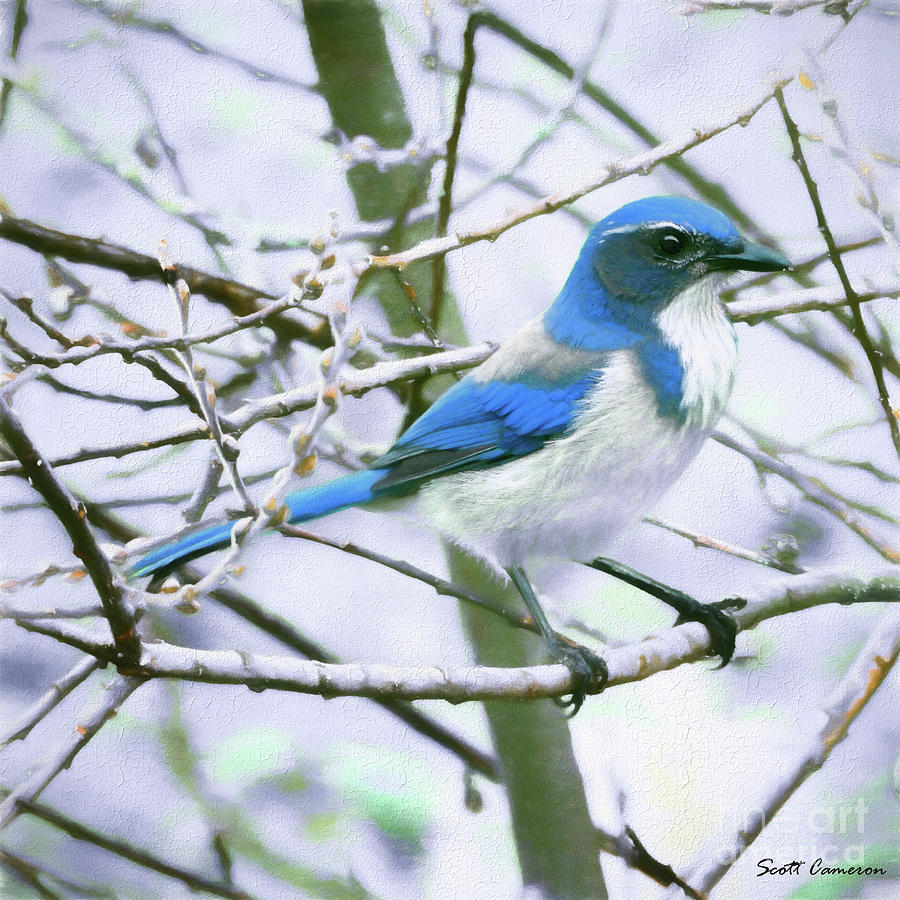 Blue Jay Photograph - California Scrub-Jay by Scott Cameron