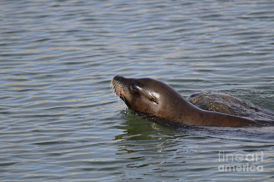 California Sea Lion Photograph by Amazing Action Photo Video