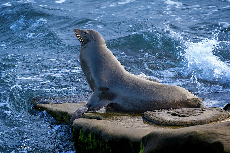 Mammal Photograph - California Sea Lion by Jim Thompson Mammal Photograph - California Sea Lion by Jim Thompson