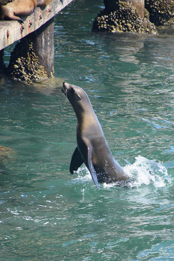 California Sea Lion Jumping Photograph by Thierry Lach California Sea Lion Jumping Photograph by Thierry Lach