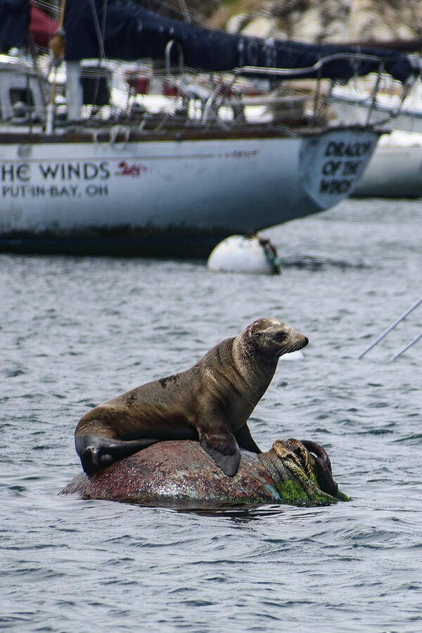 California Sea Lion on Rock Photograph by Thierry Lach