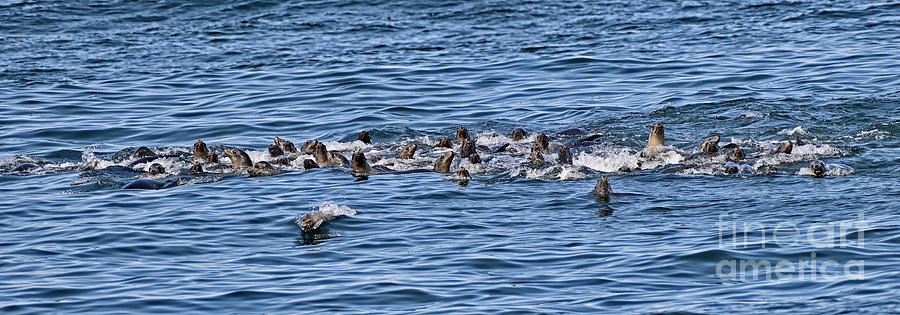 California Sea Lions Photograph by Amazing Action Photo Video