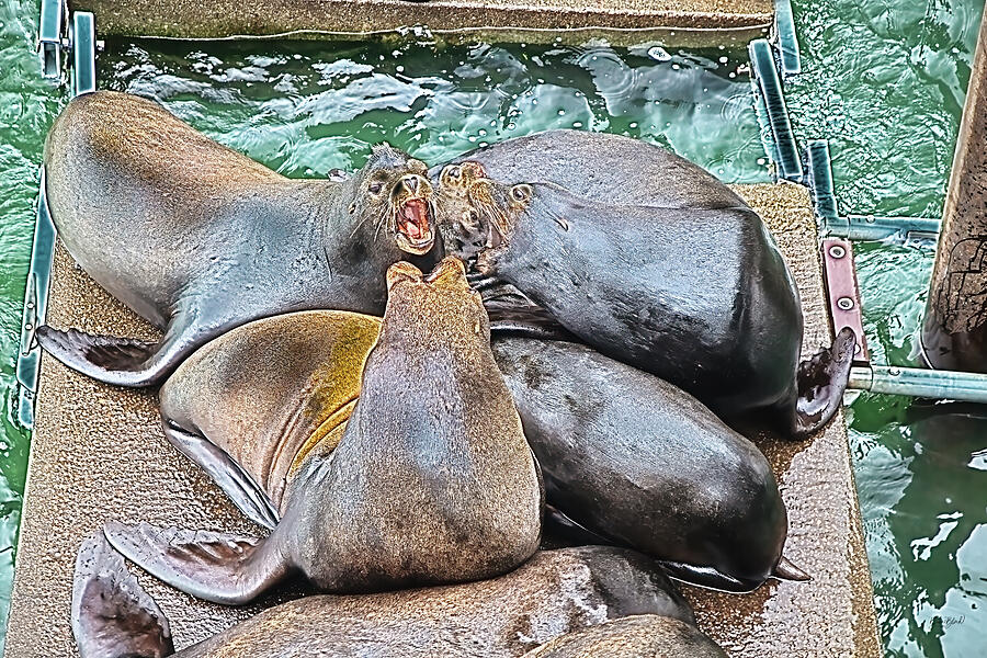 California Sea Lions fighting Digital Art by Bruce Block