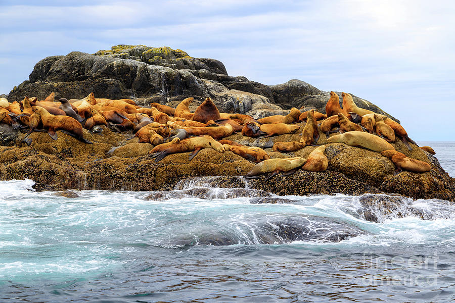 California Sea Lions Pacific Ocean Haida Gwaii Langara Island