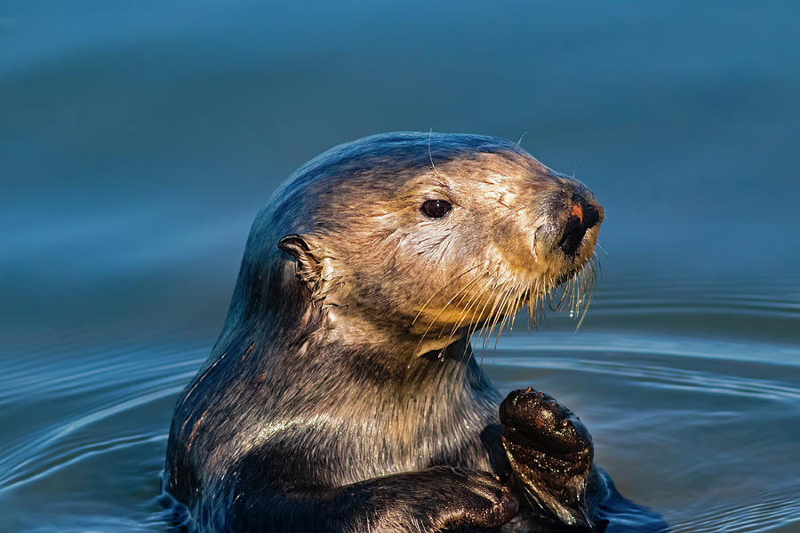 California Sea Otter Photograph by Mark Miller