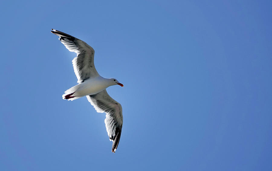 California Seagull Photograph by Buddy Mays