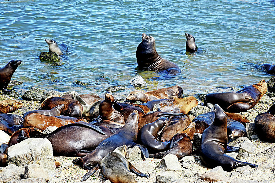 California Seal Lion Photograph By Evan Peller Fine Art America