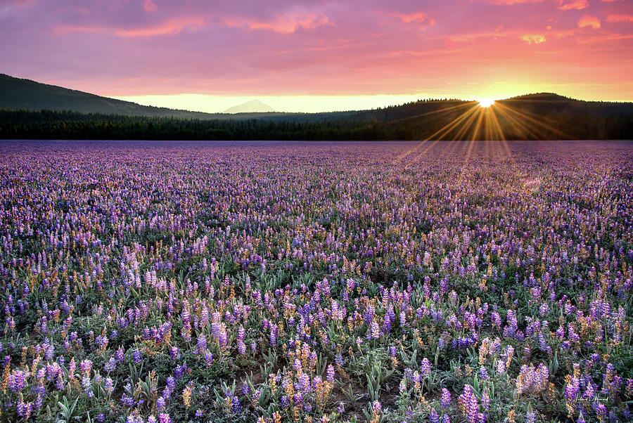 California Spring Meadow Photograph by Leland D Howard