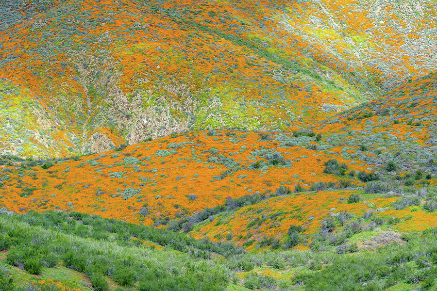 California Spring Poppy Hills Photograph by Kyle Hanson