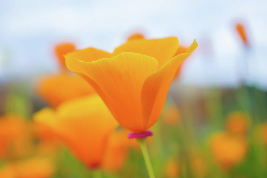 California Spring Poppy Photograph by Kyle Hanson