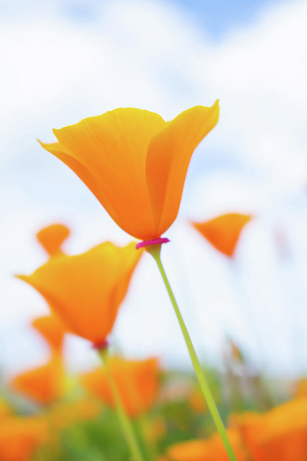 California Spring Poppy Portrait Photograph by Kyle Hanson