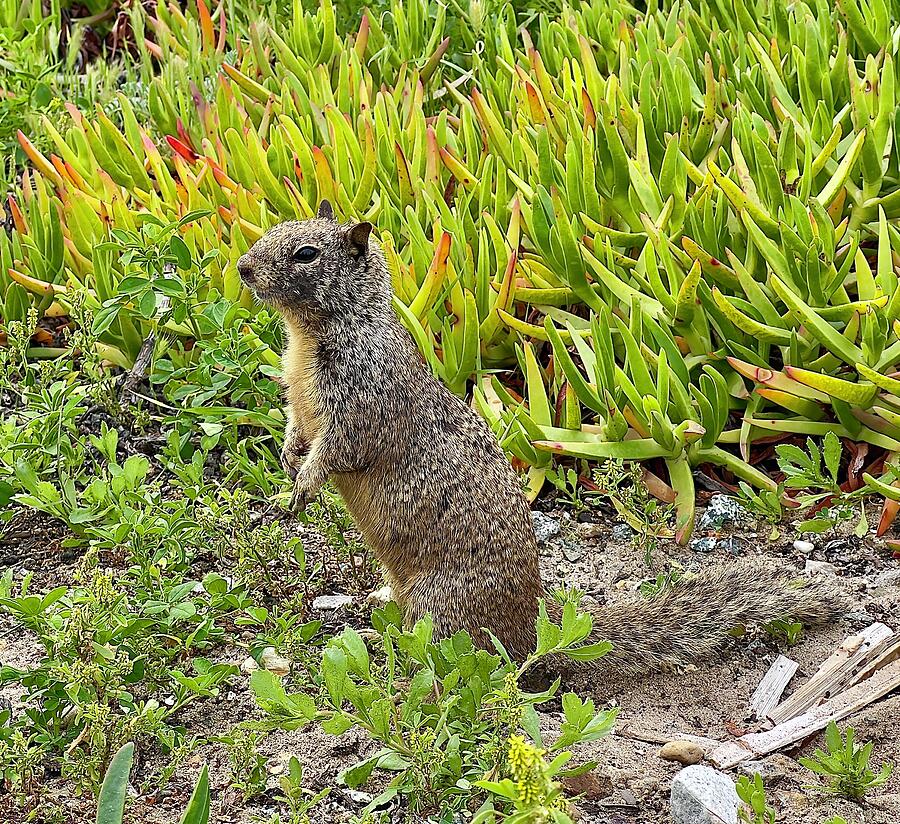 California Squirrel Photograph by Collin Westphal - Fine Art America