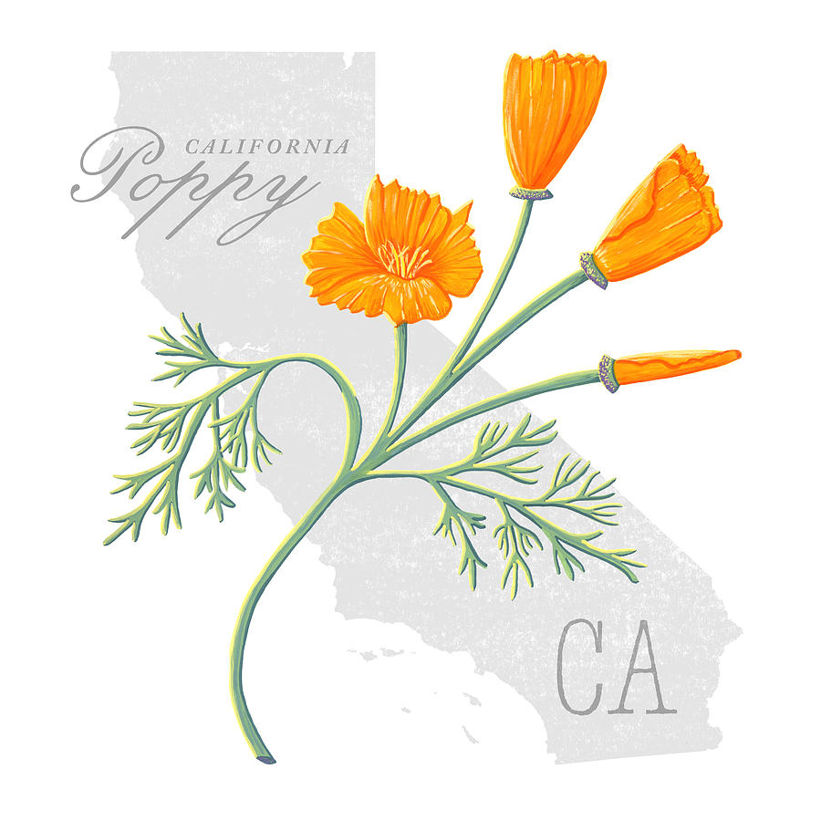 California State Flower Poppy Art by Jen Montgomery Painting by Jen Montgomery