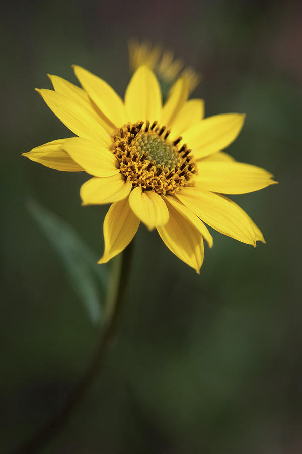 Slender Sunflower Photograph by Alexander Kunz