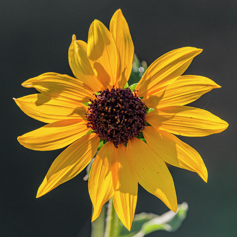 California Sunflower Photograph by Morris Finkelstein