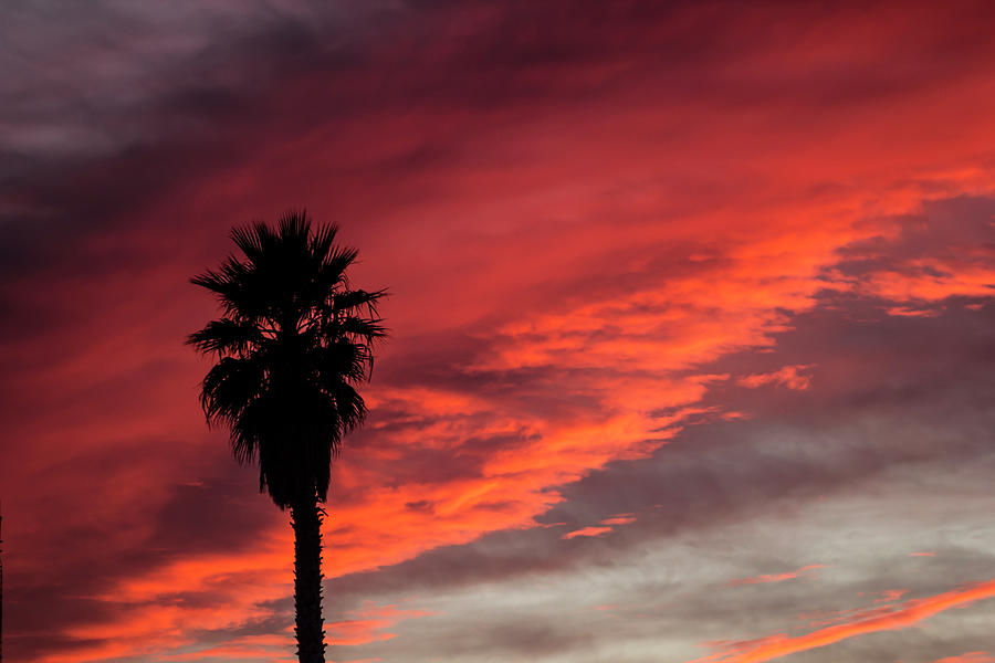 California Palm Tree Sunset Digital Art By Clay Greunke - Pixels