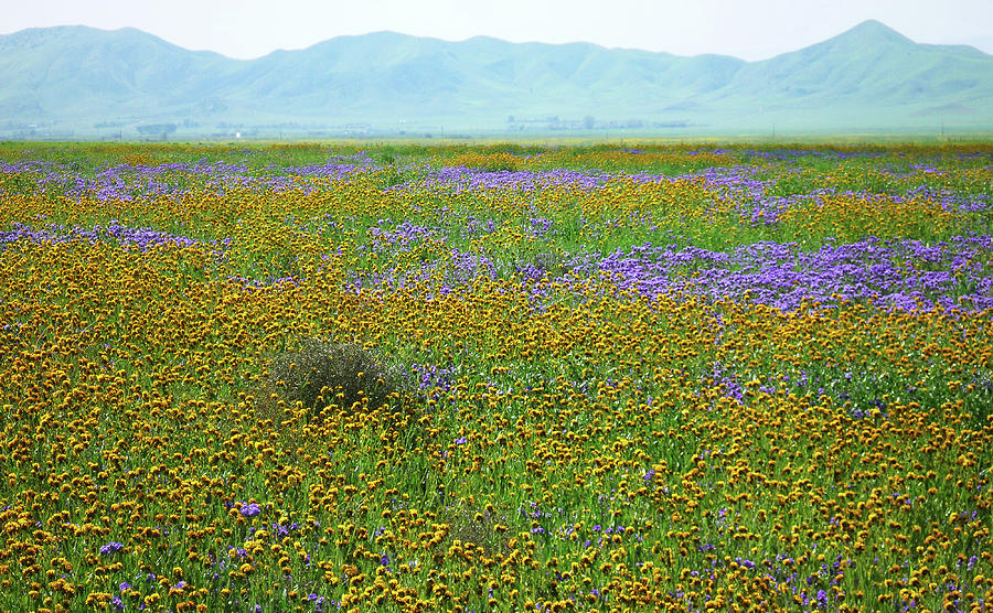 California Super Bloom - Fiddlenecks and Blue Dicks No.3 Photograph by Ram Vasudev