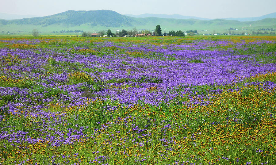 California Super Bloom - Fiddlenecks and Blue Dicks Photograph by Ram Vasudev