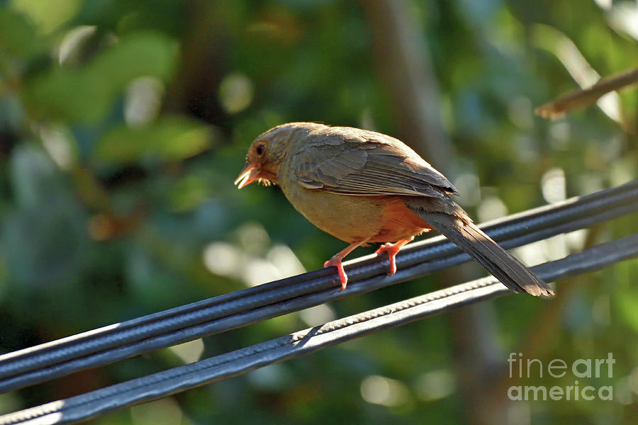 California Towhee Photograph by Amazing Action Photo Video