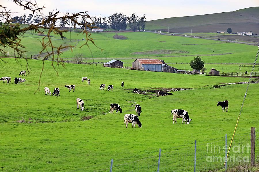 Tree Photograph - California Tranquility, with Cows by Martha Sherman