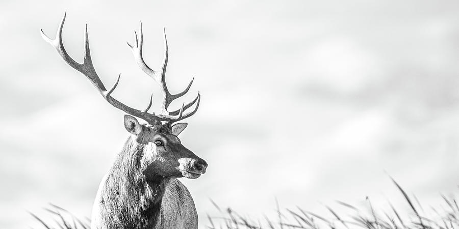 California Tule Elk Bull Photograph by Mike Fusaro