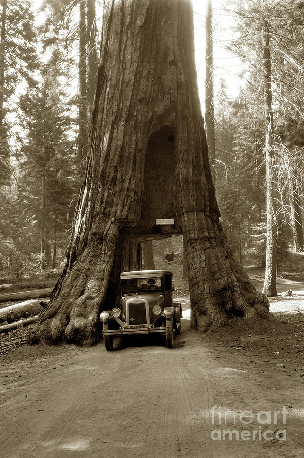 Tree Photograph - California Tunnel Tree, Mariposa Grove, Yosemite National Park  1930 by Monterey County Historical Society
