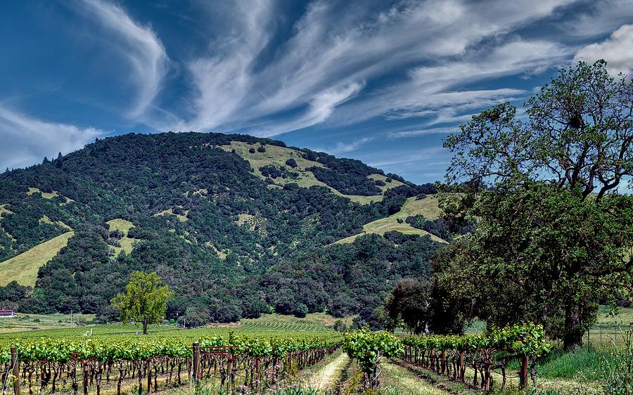 Grape Photograph - California Vineyard by Mountain Dreams