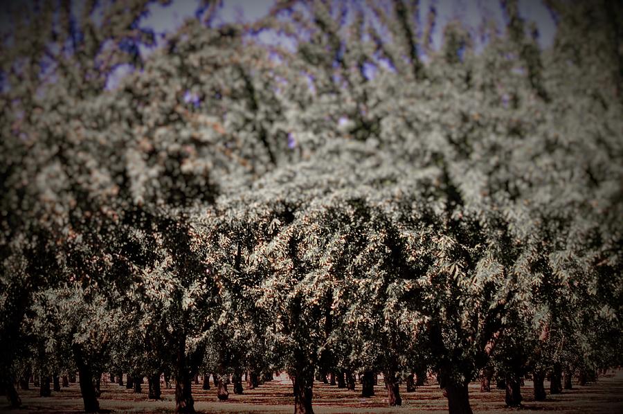 California Vineyards Digital Art by Michelle Hoffmann California Vineyards Digital Art by Michelle Hoffmann