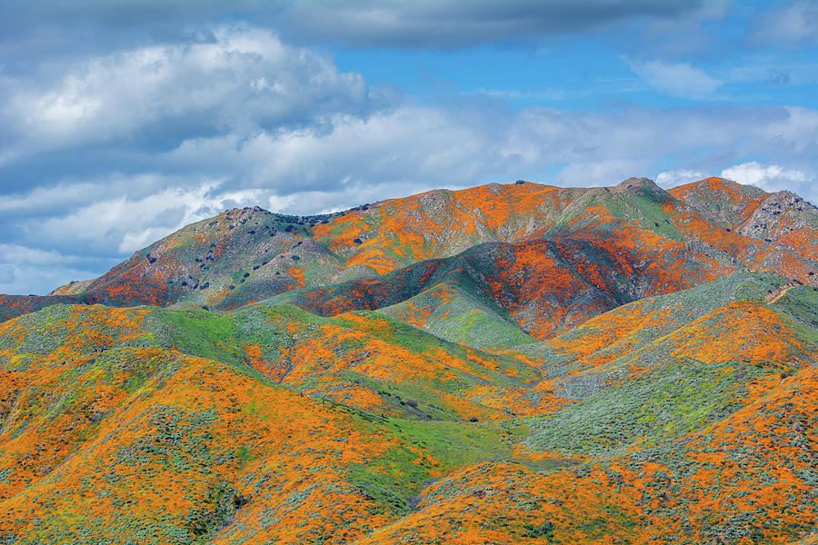 California Walker Canyon Flower Hills Photograph by Kyle Hanson