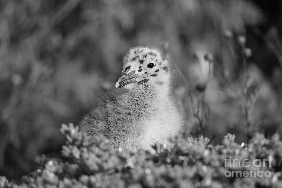 California Western Seagull Chick Photograph by John F Tsumas
