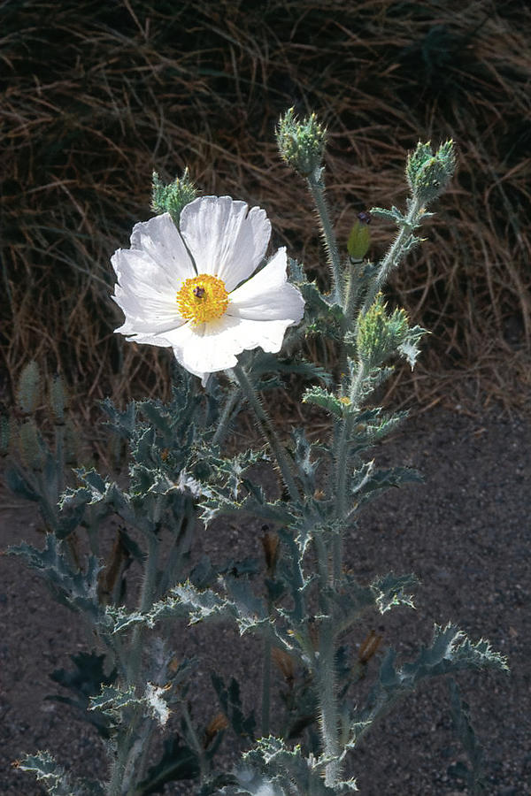 California White Prickly Poppy Photograph by Jerry Griffin