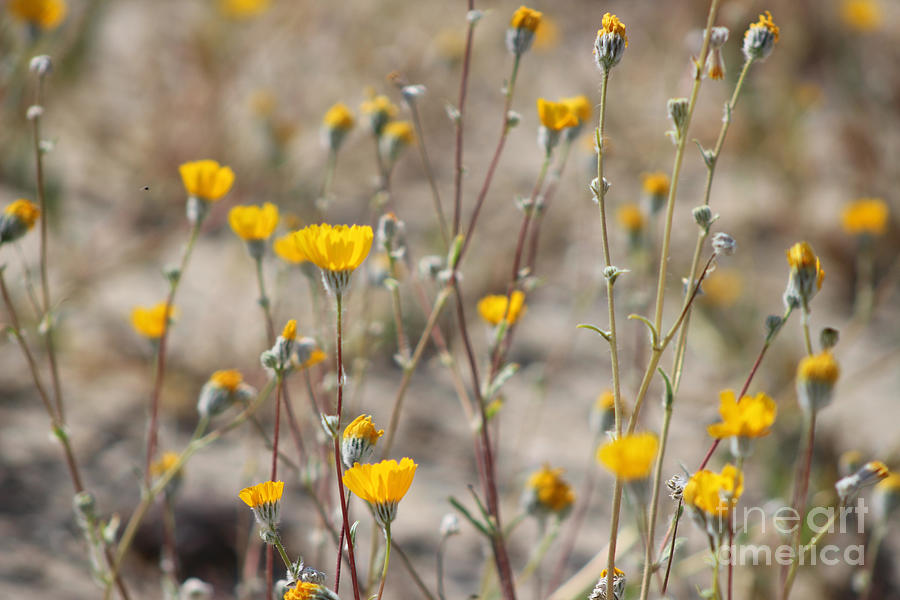California Wild Sunflowers At Coachella Wildlife Preserve Photograph by Colleen Cornelius