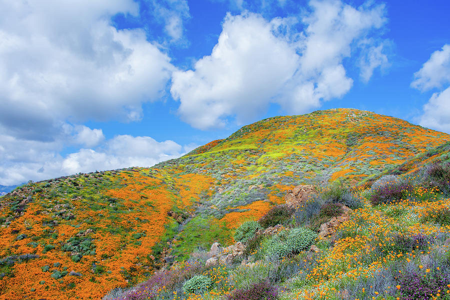 California Wildflower Fields Photograph by Kyle Hanson