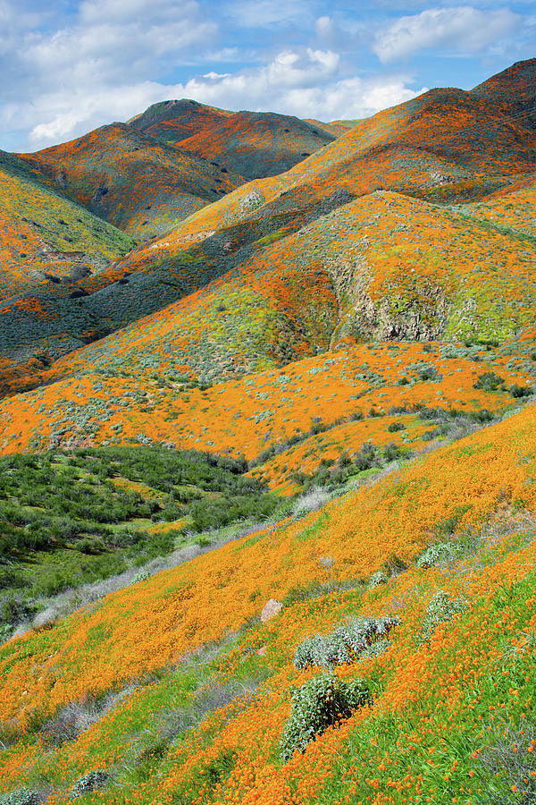 California Wildflower Super Bloom Portrait Photograph by Kyle Hanson